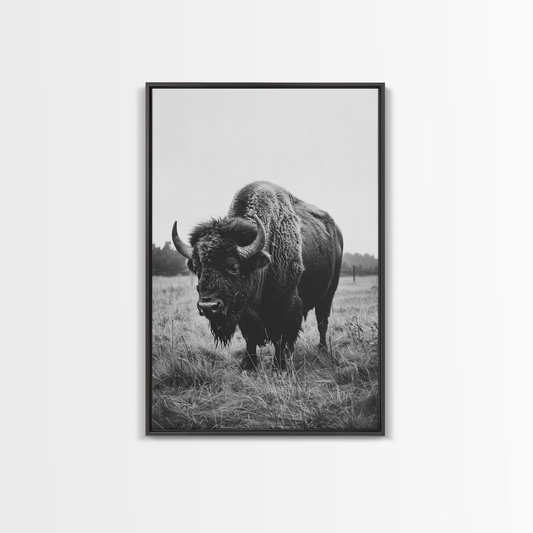 Majestic Bison in Black and White Photography - Framed Canvas Print, Wildlife Photography, Rustic Bison Art for Home Decor