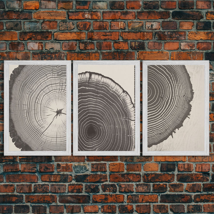 Boho Framed Canvas Wall Art Set, Wood Tree Rings Abstract Illustrations Prints Modern Art, Minimalist Neutral Boho Decor, Charcoal Sketch