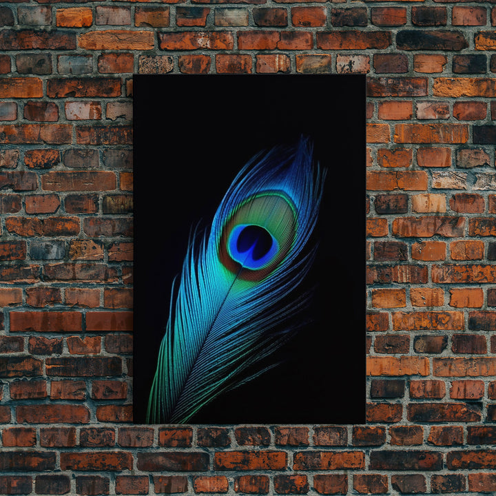 A Lone Peacock Feather, Framed Canvas Print, Feather Photography, Beautiful & Colorful Peacock Art