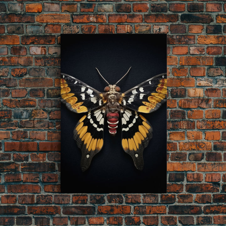 Framed Death Head Moth Canvas Print, Acherontia, Taxidermy Art, Dried Butterfly Print, Bug Wall Art Hanging Decor, Goth Art, Halloween Art