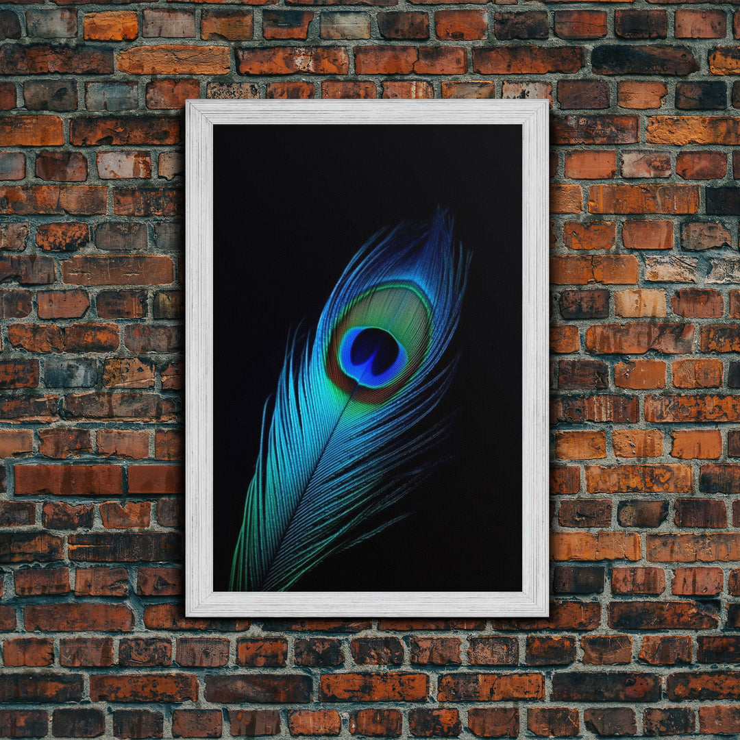 A Lone Peacock Feather, Framed Canvas Print, Feather Photography, Beautiful & Colorful Peacock Art