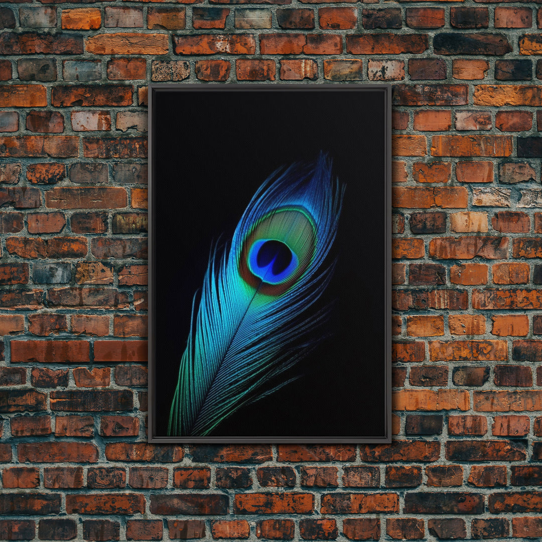 A Lone Peacock Feather, Framed Canvas Print, Feather Photography, Beautiful & Colorful Peacock Art