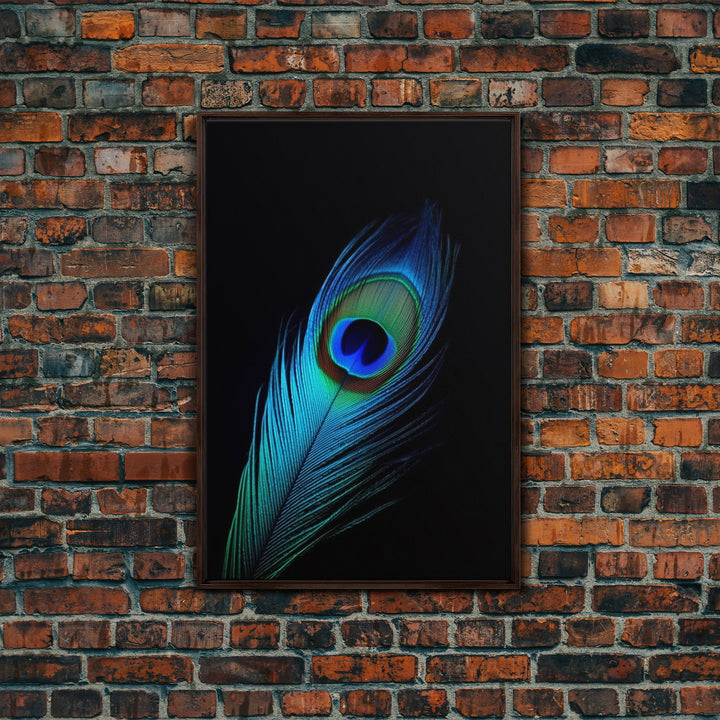 A Lone Peacock Feather, Framed Canvas Print, Feather Photography, Beautiful & Colorful Peacock Art