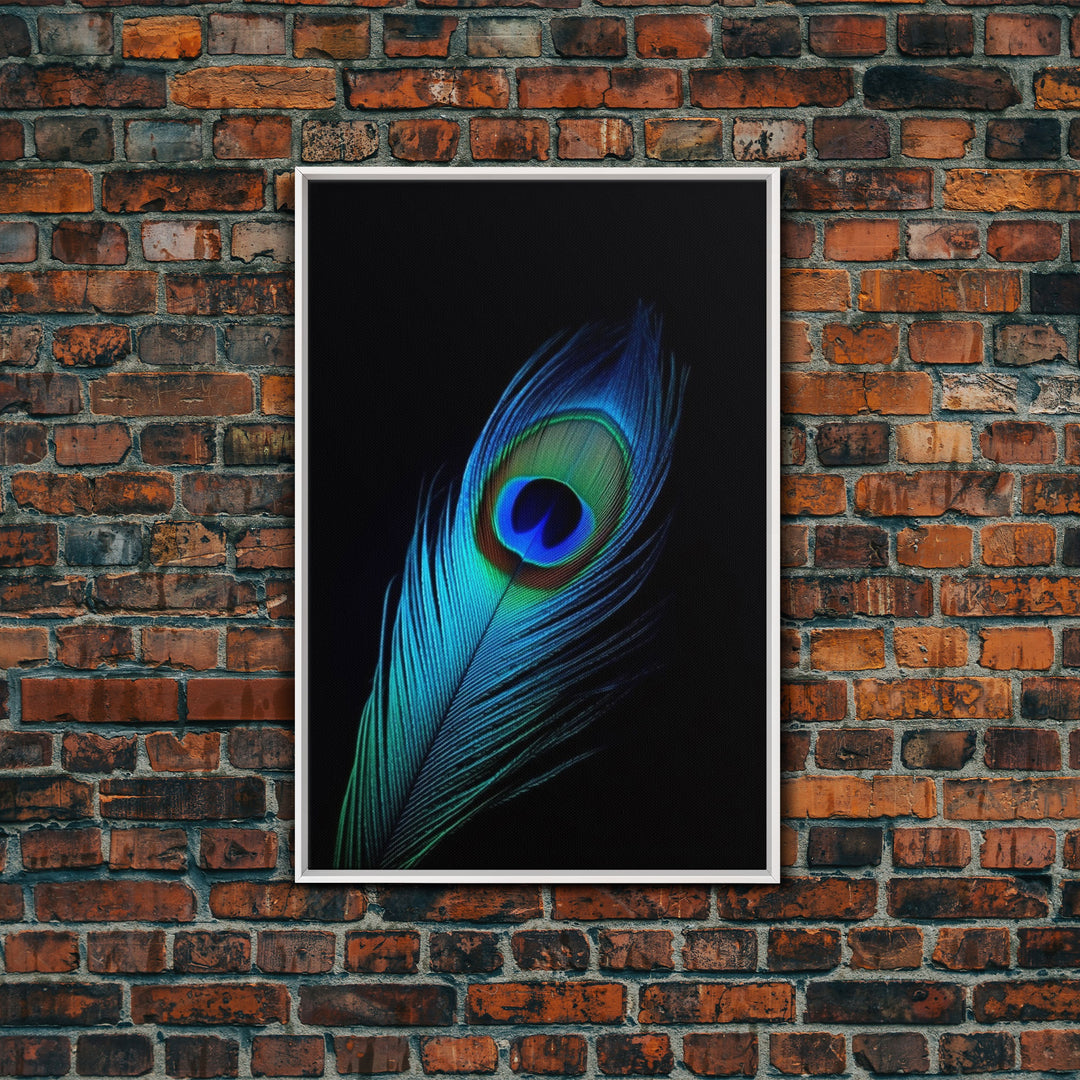 A Lone Peacock Feather, Framed Canvas Print, Feather Photography, Beautiful & Colorful Peacock Art