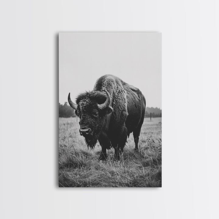 Majestic Bison in Black and White Photography - Framed Canvas Print, Wildlife Photography, Rustic Bison Art for Home Decor