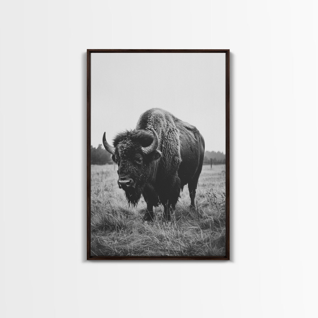 Majestic Bison in Black and White Photography - Framed Canvas Print, Wildlife Photography, Rustic Bison Art for Home Decor