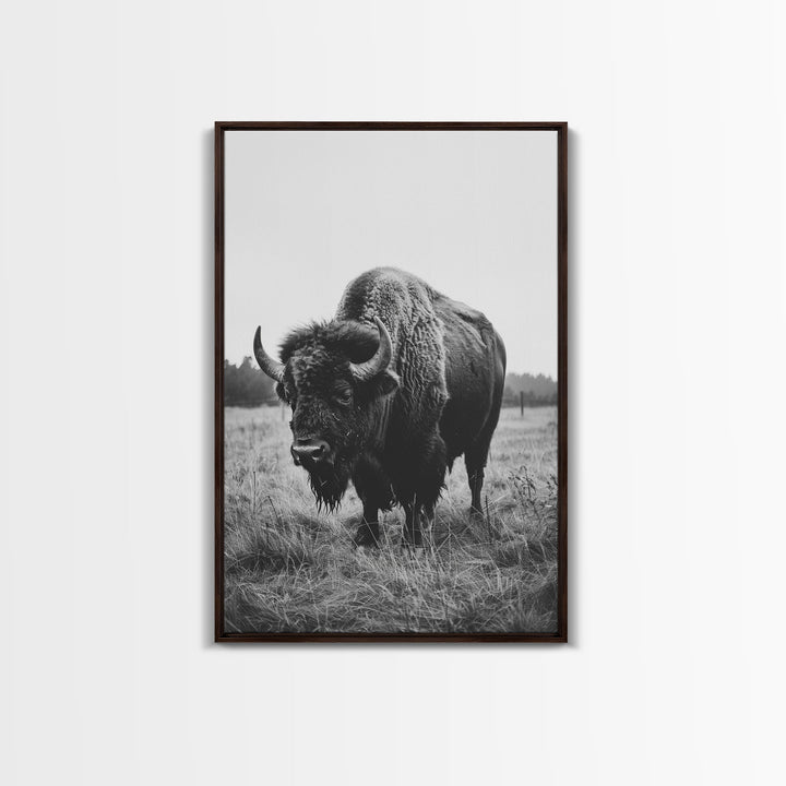 Majestic Bison in Black and White Photography - Framed Canvas Print, Wildlife Photography, Rustic Bison Art for Home Decor