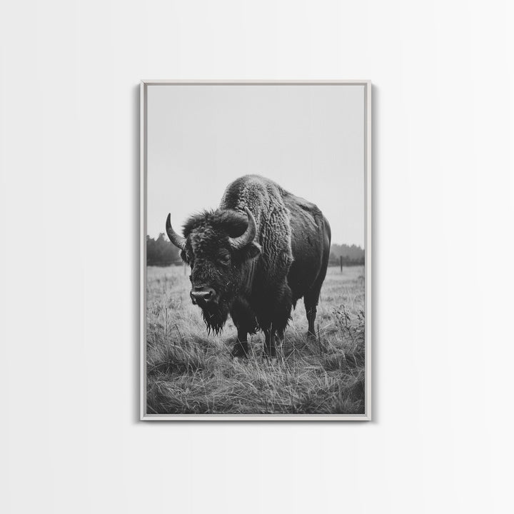 Majestic Bison in Black and White Photography - Framed Canvas Print, Wildlife Photography, Rustic Bison Art for Home Decor