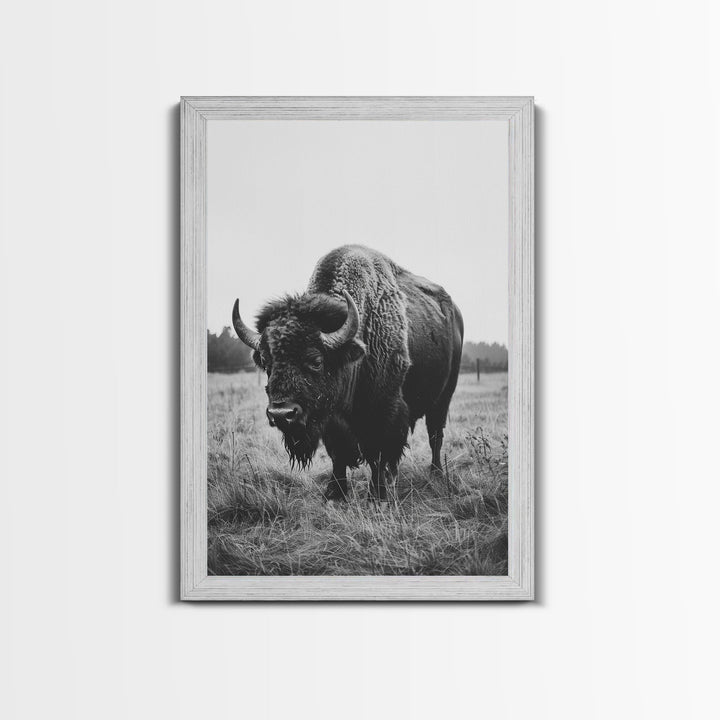 Majestic Bison in Black and White Photography - Framed Canvas Print, Wildlife Photography, Rustic Bison Art for Home Decor