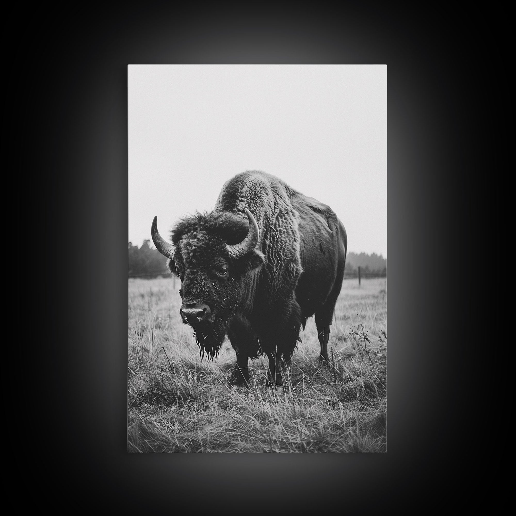 Majestic Bison in Black and White Photography - Framed Canvas Print, Wildlife Photography, Rustic Bison Art for Home Decor